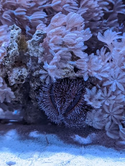 Urchin.jpg