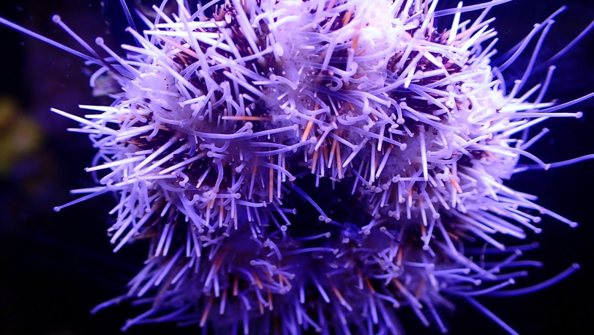 urchin.jpg