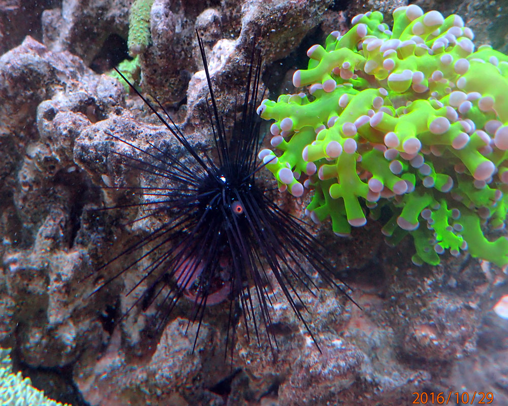 urchin.jpg