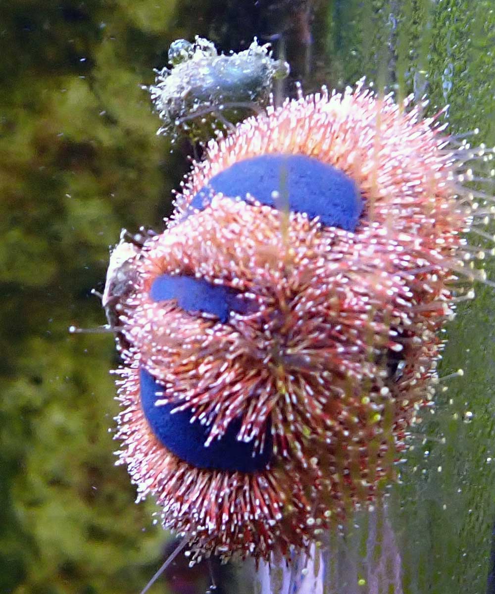 urchin.jpg