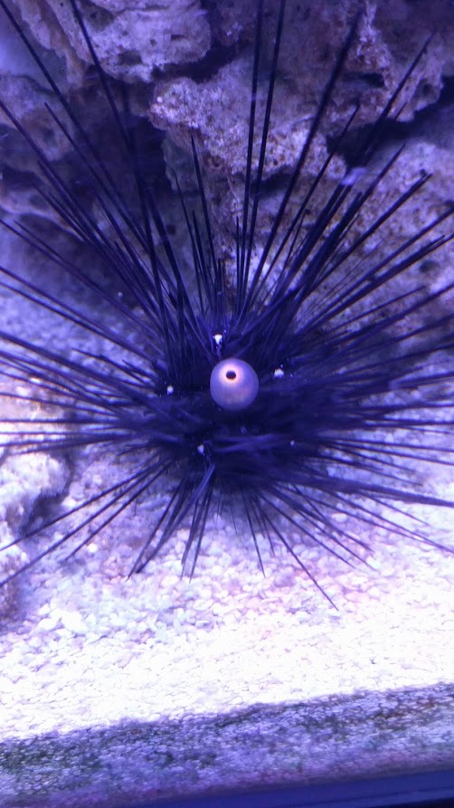 urchin.jpg