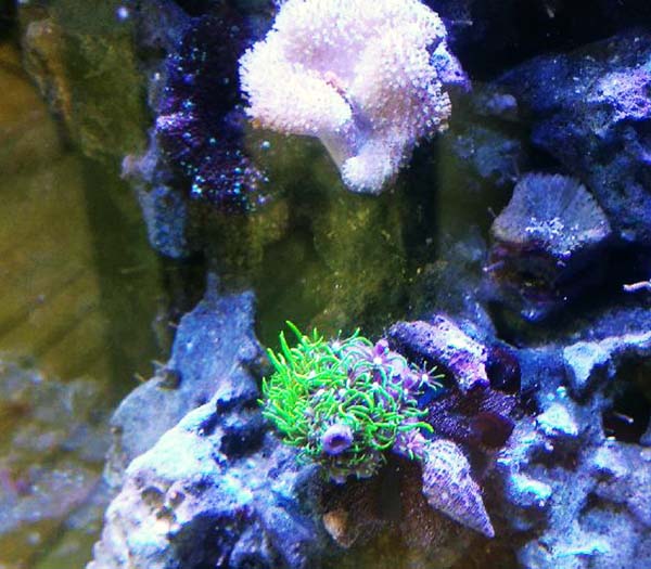 urchin1.jpg