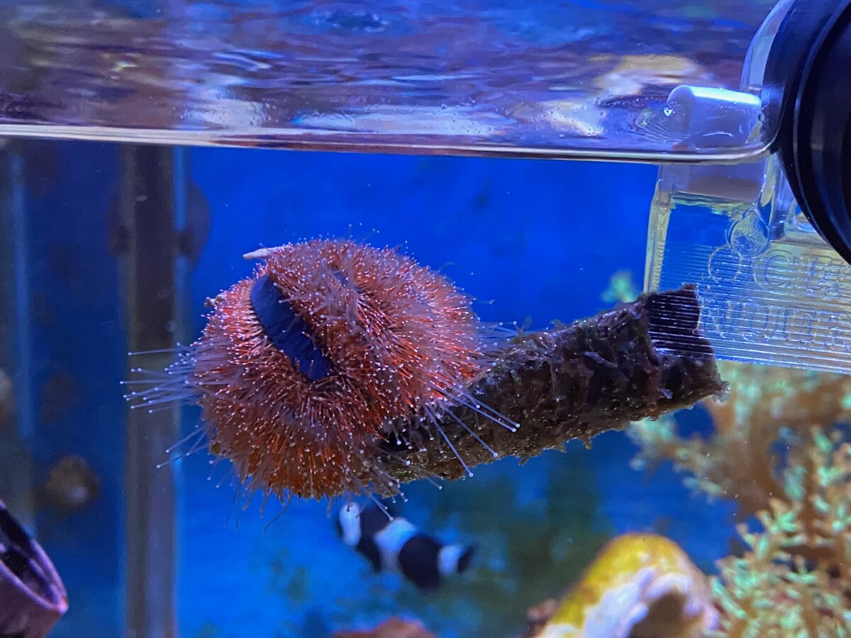 urchin_2025_9.jpeg