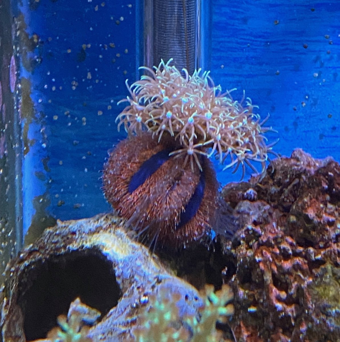 urchin_gsp_hat1.jpeg