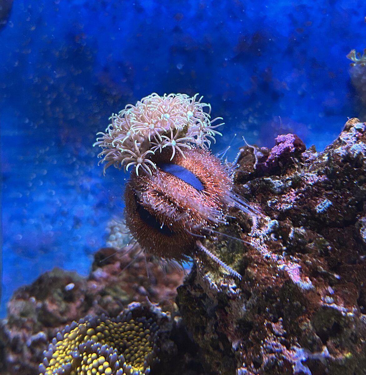 urchin_gsp_hat2.jpeg
