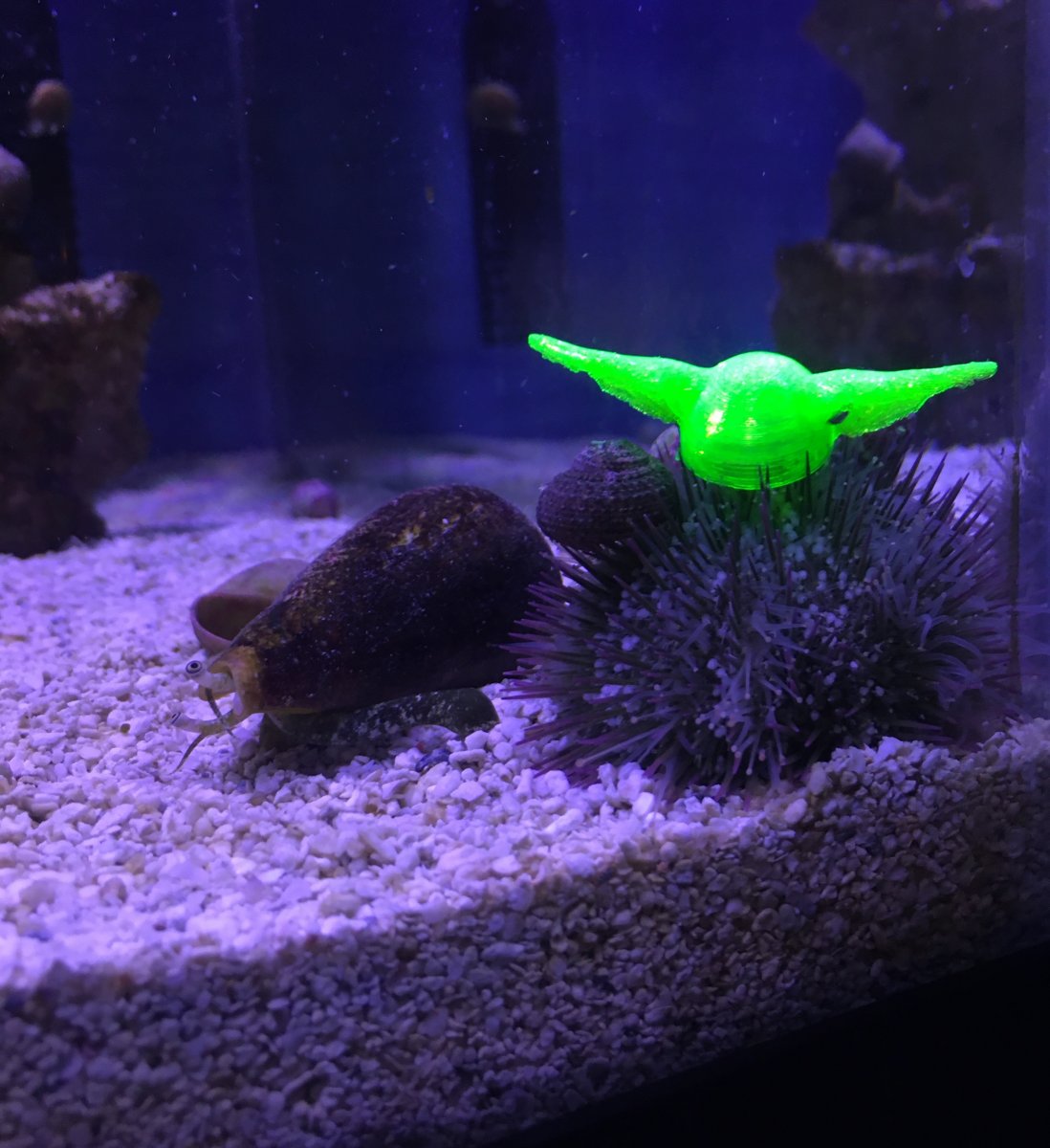urchin_hat1.jpeg