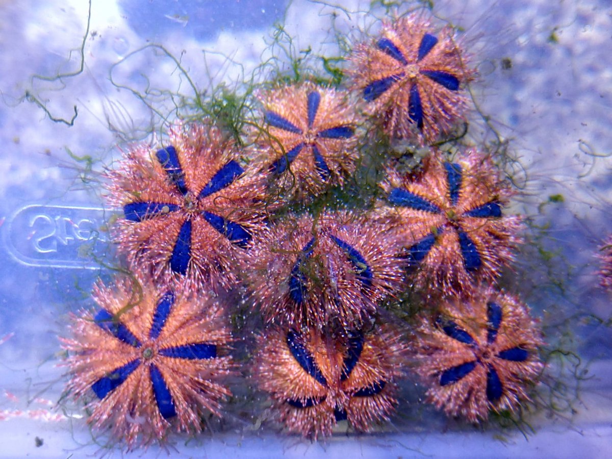 urchins.jpg