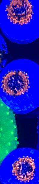 Zoanthids Saltwater Aquarium Blog