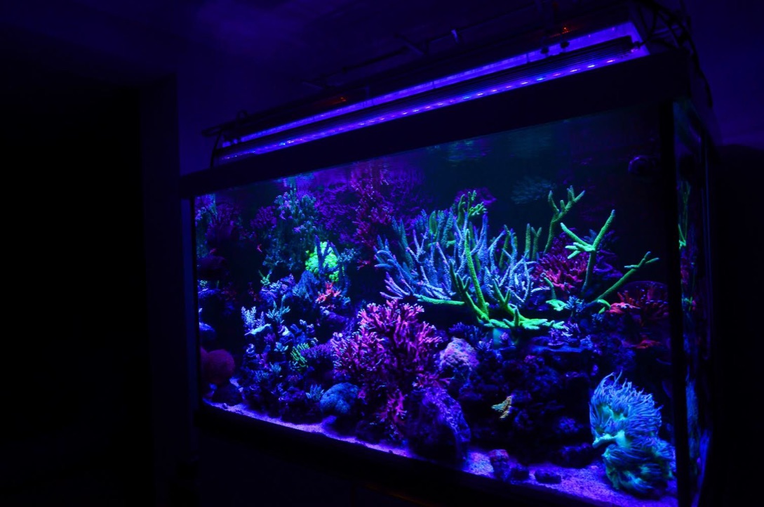 uv-LED-bar-coral-reef-aquarium.jpg