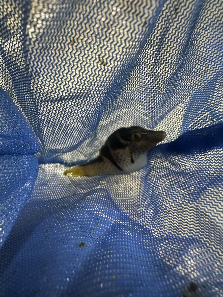 Valentini 1.jpg