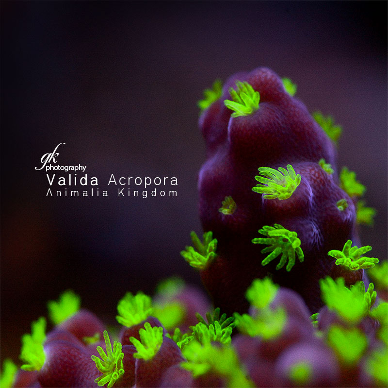 Valida-Acropora.jpg