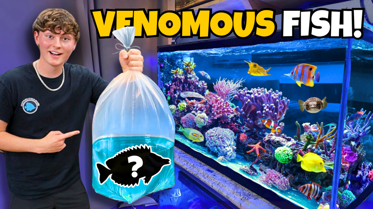 VENOMOUS FISH!.png