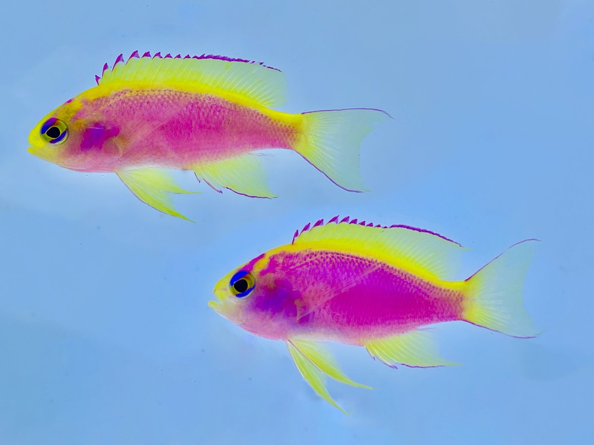 NEW ARRIVALS KOI TANGS NAHACHAY S WRASSES VENTRALIS ANTHIAS