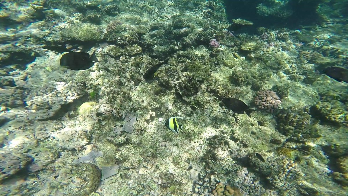 VideoCapture_20190123-101047.jpg