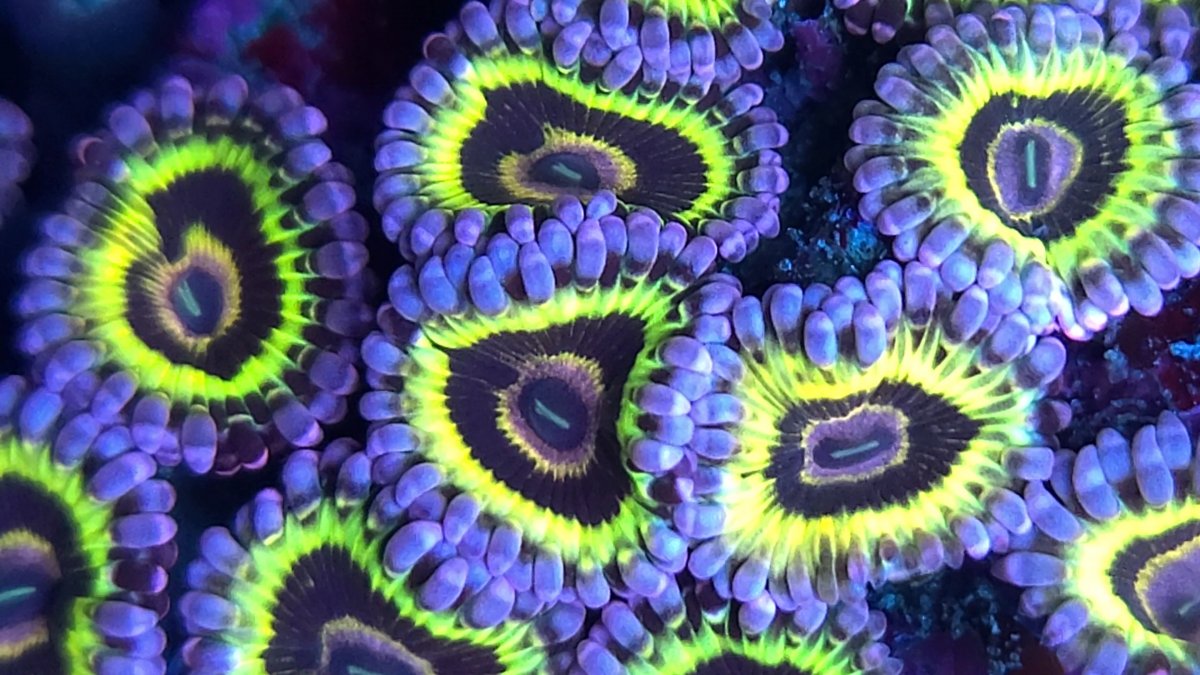 SHOW OFF YOUR MOST EXPENSIVE ZOA!! | Page 2 | Reef2Reef