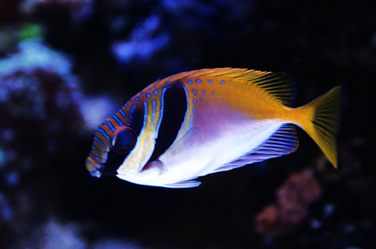 Virgate Rabbitfish.jpeg