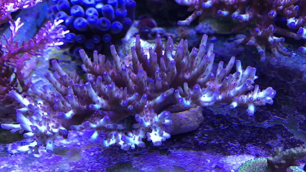 vivid frag.jpeg