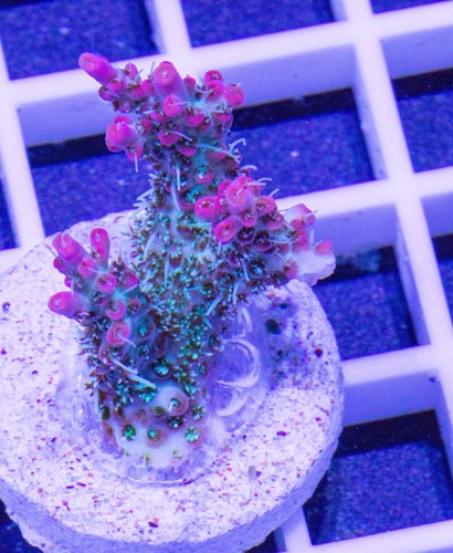 vivids-confetti-acropora-coral dream C 1.jpg