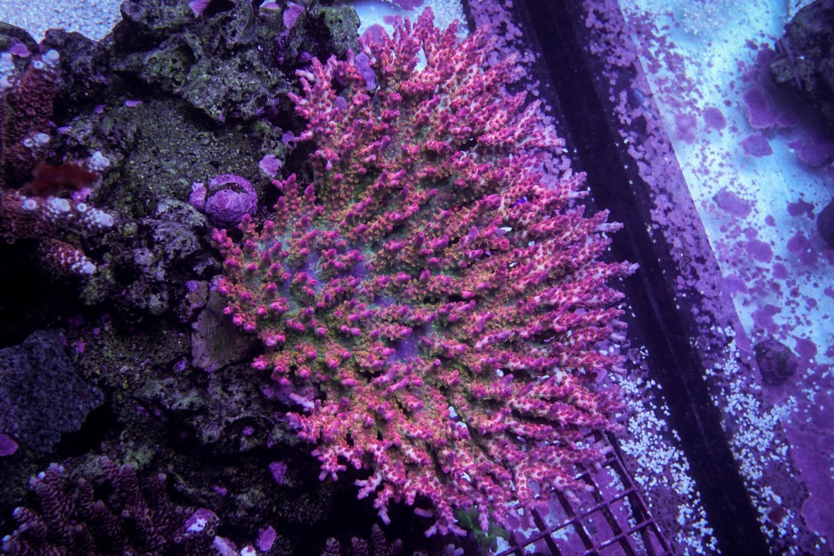 What are your top 10 favorite Acropora right now?! | Page 2 | Reef2Reef