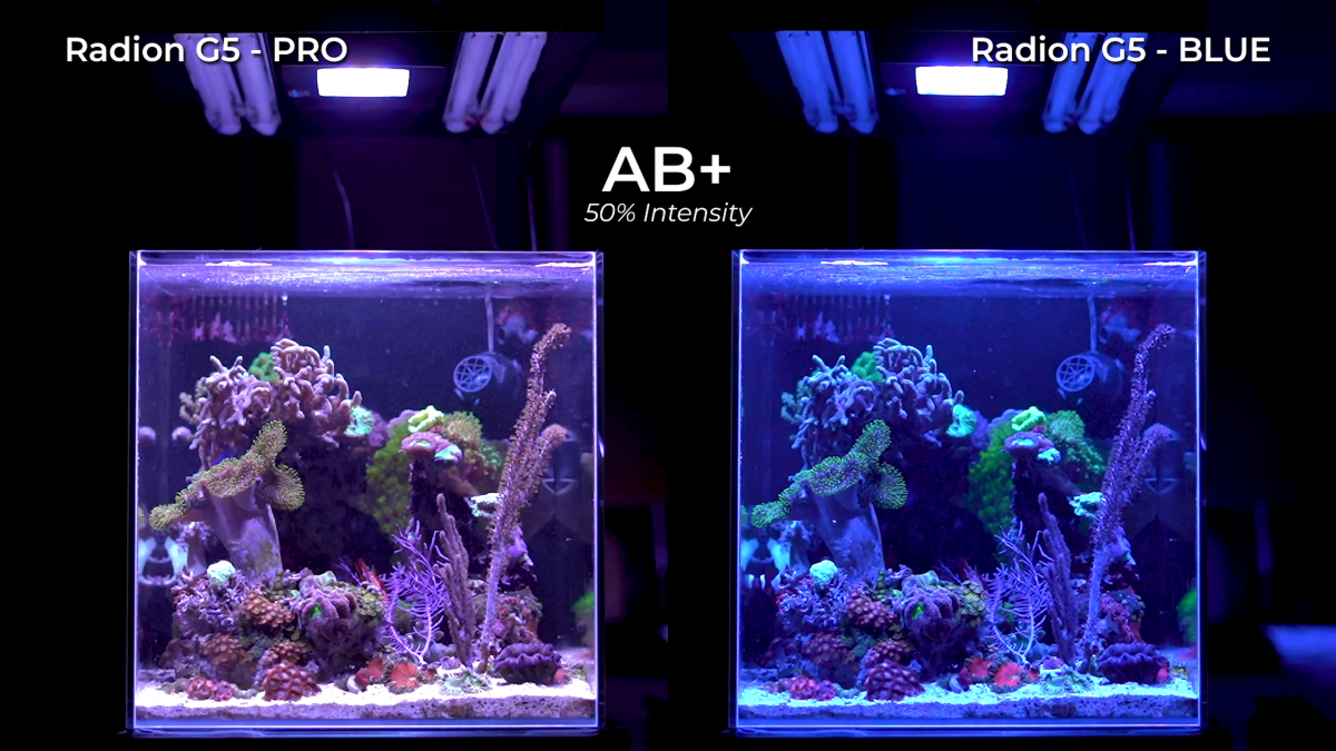 Radion G5 Pro vs Blue - Everything you need to know | REEF2REEF
