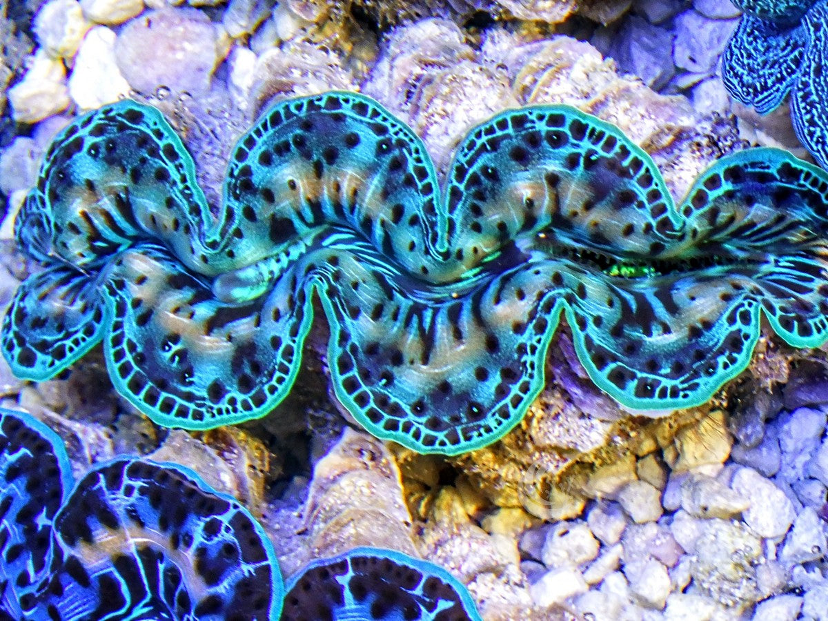 SUPER SALE Ultra Grade Cultured Maxima Clams Reef2Reef