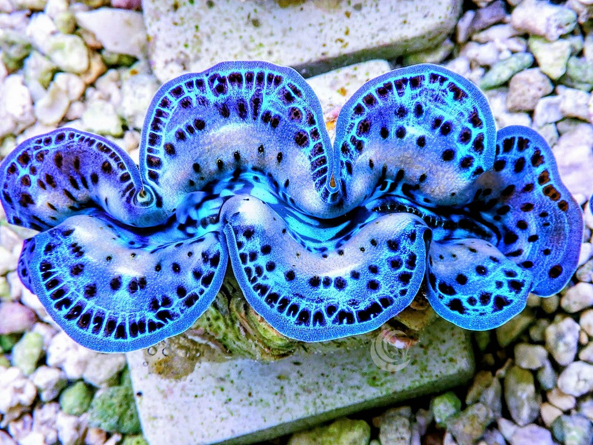 New WYSIWYG Cultured BLUE & Green Maxima Clams | Reef2Reef