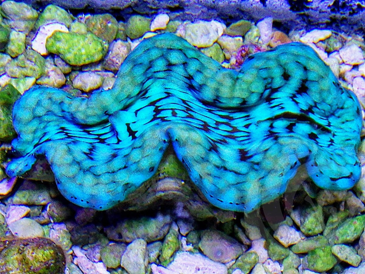 Look at These Beautiful Cultured Clams | Reef2Reef