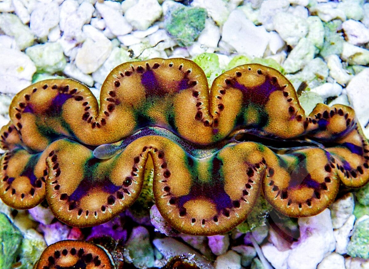 Look at These Beautiful Cultured Clams | Reef2Reef