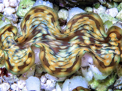 New WYSIWYG Clams Just Posted | Reef2Reef