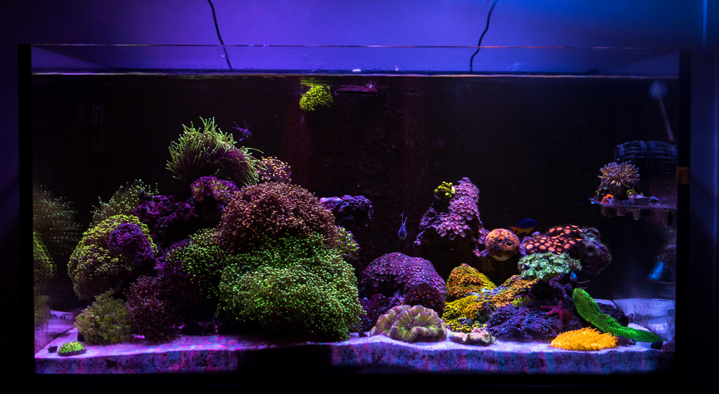 QUESTION OF THE DAY - LPS Corals: Are they your 