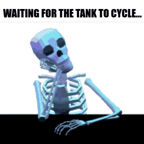 Waiting for tank to cycle.gif