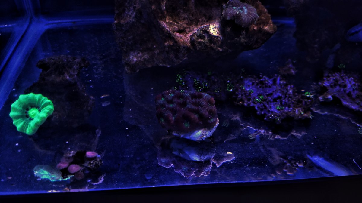 War Coral.jpeg