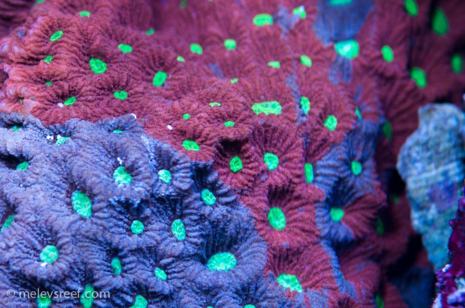 war-coral.jpg