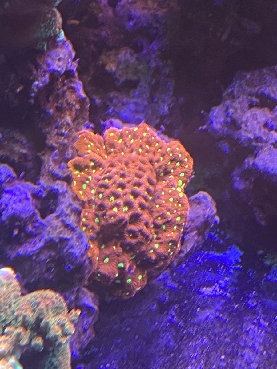 war coral.JPG