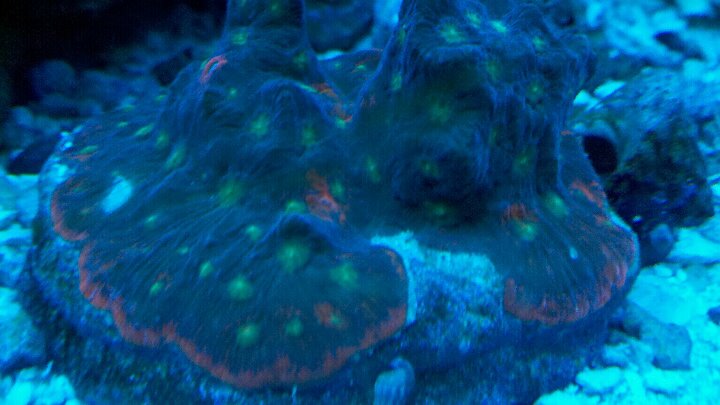 war coral.jpg