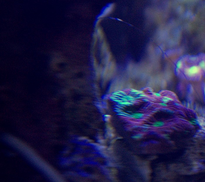 war coral.jpg