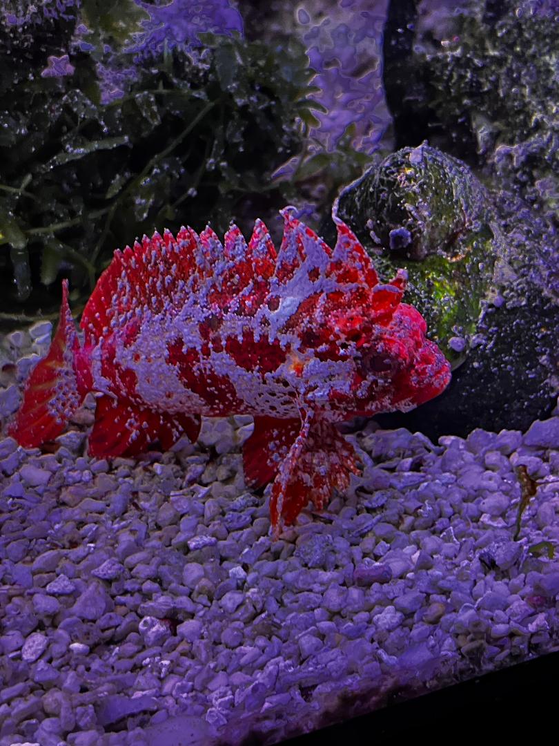 Waspfish.jpg