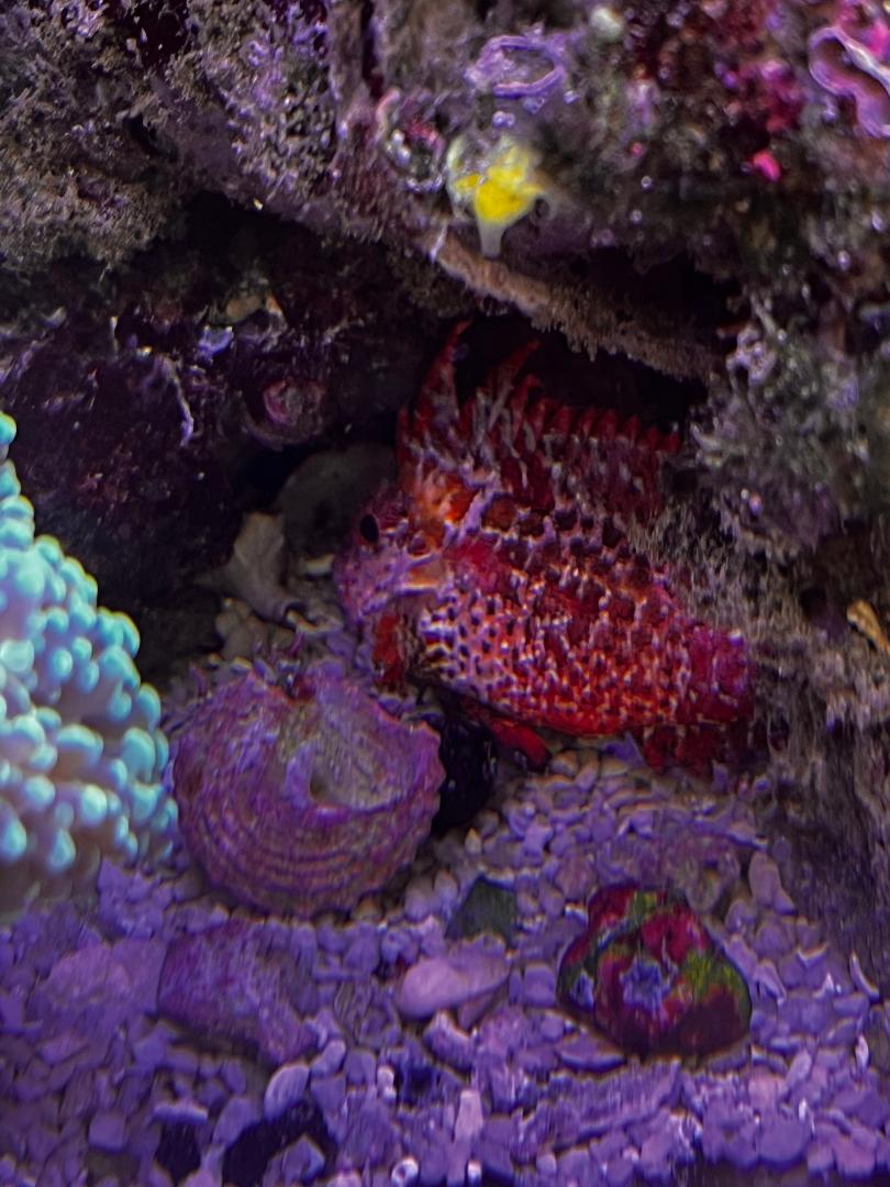 Waspfish Spawning.jpg