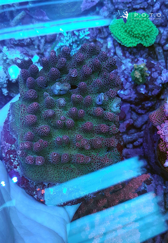 watermelon_acro.jpg