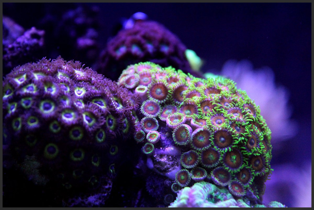 watermelon_zoanthids.jpg