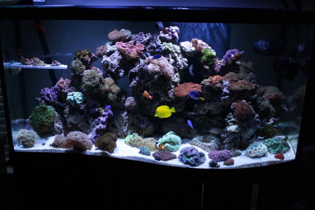 Tank Background Color - Black or Blue | Page 2 | REEF2REEF Saltwater and  Reef Aquarium Forum
