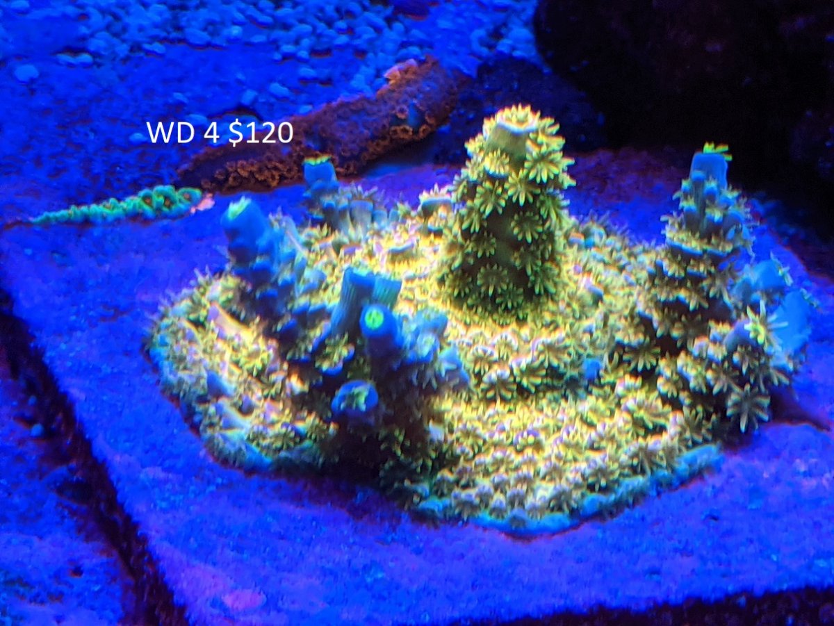Florida - Acro mini colonies, local pickup only in Clearwater, FL ...