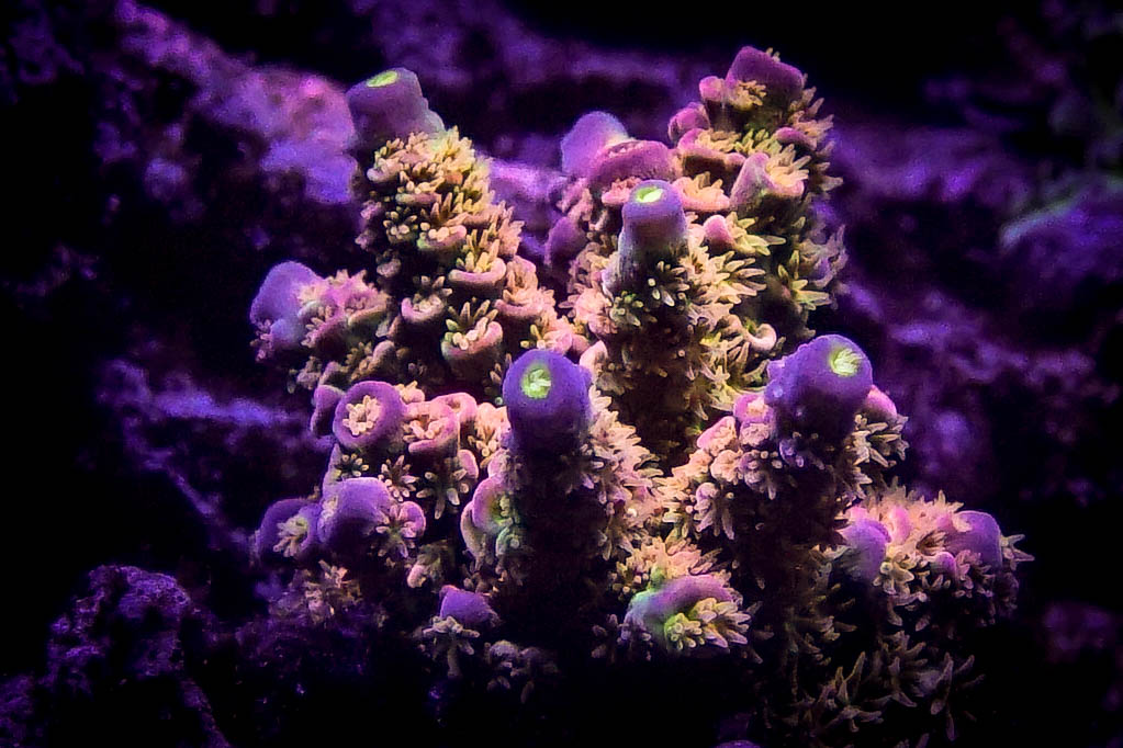 WD Blues.jpg