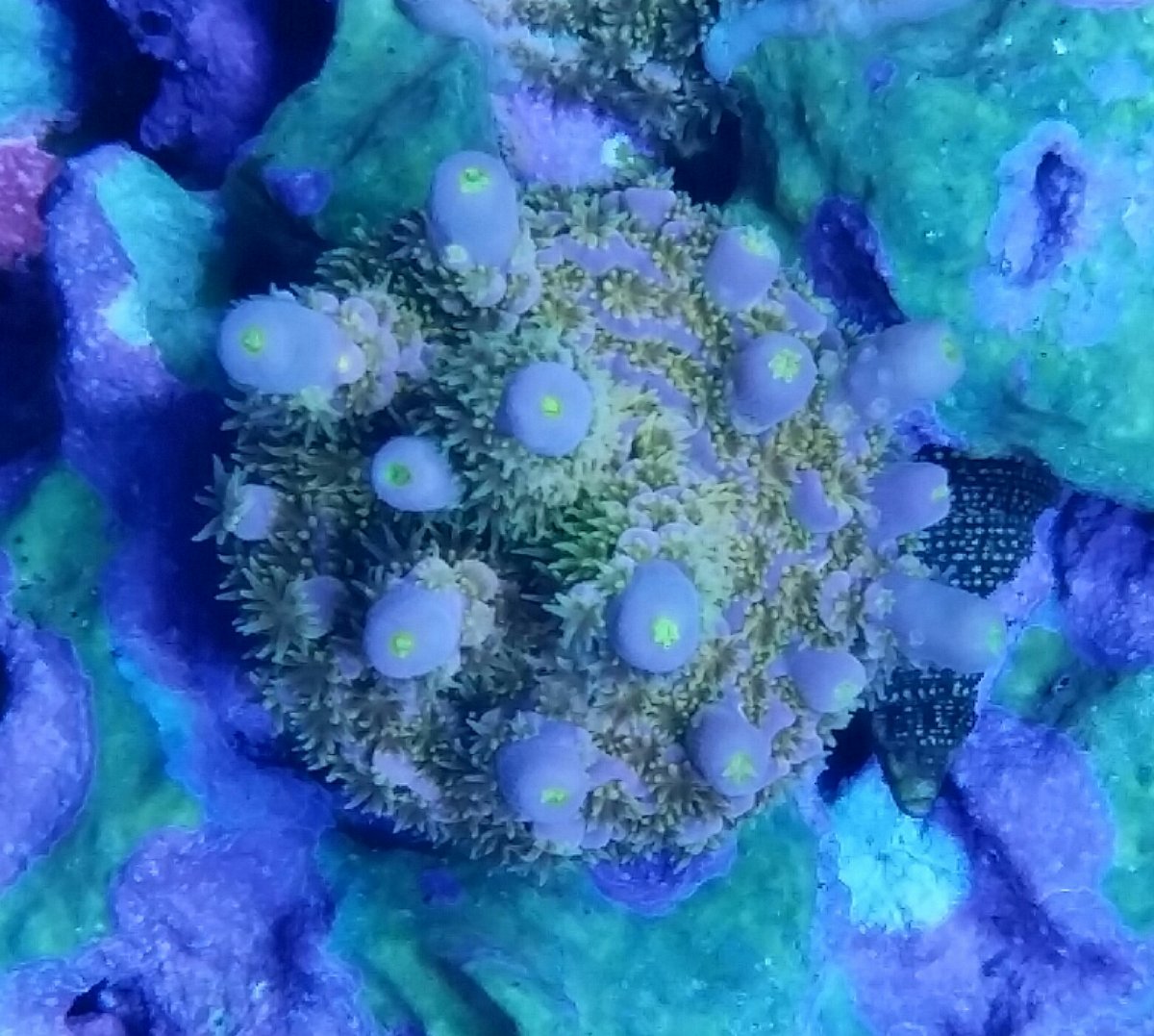 WD from 1 polyp.jpg