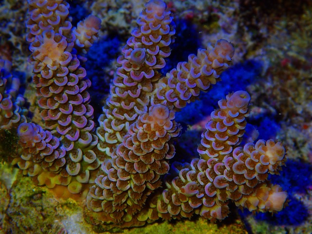 WD_or_so_SPS_coral_color_under_LED_Aquarium_lights.jpeg