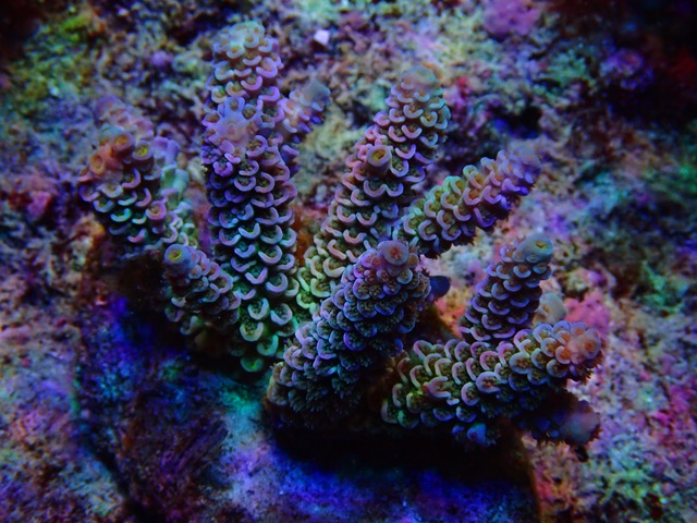 WD_ultimate_SPS_coral_color_under_LED_Aquarium_lights.jpeg