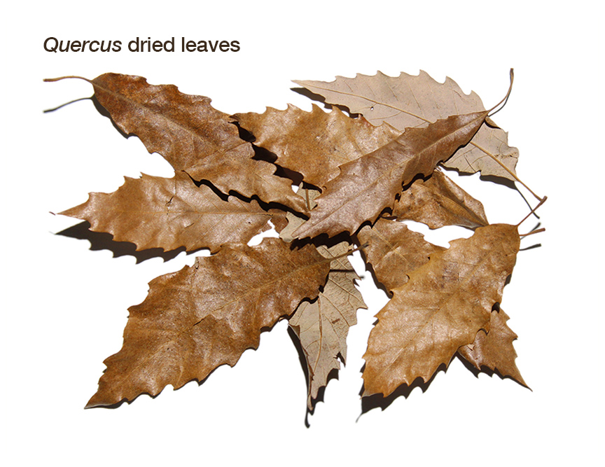 WEB-Oak-Leaves-I.jpg