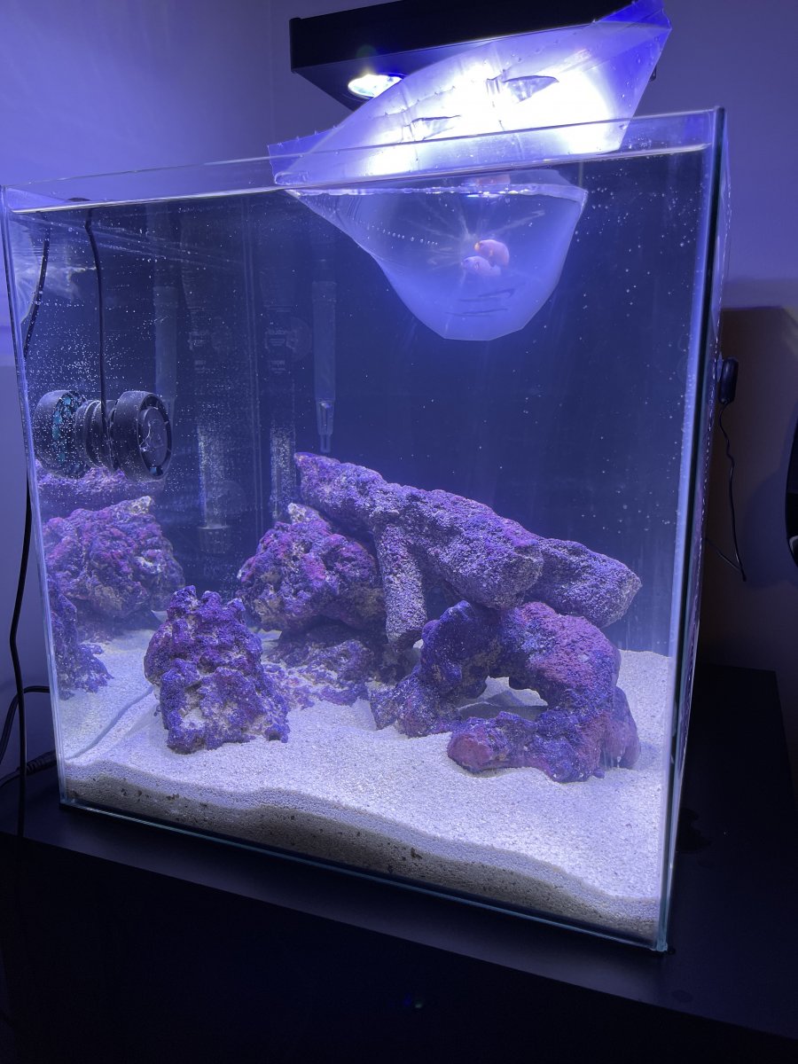 Build Thread PandoraChalk s 14 Gallon Aqueon Tank Concluded due