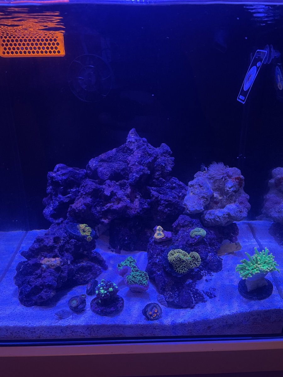 Week 13 corals.jpg