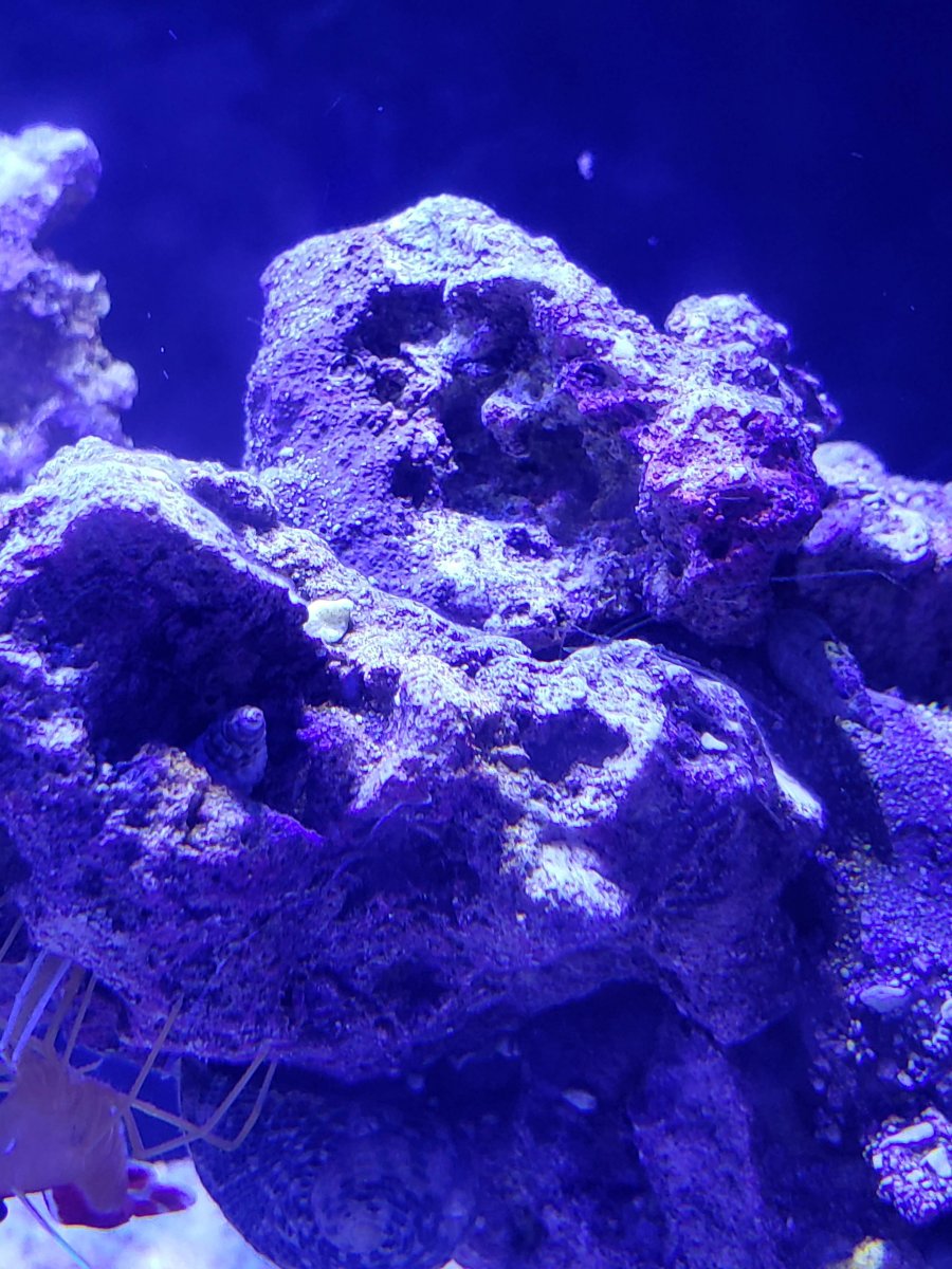 weird algae.jpg